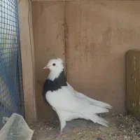 کبوتر طوقی ماده