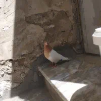 ماده کله ایی