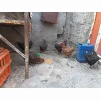 مرغ تخم گذار دونه ای700جوجه دونه ای500
