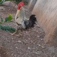 خروس محلی