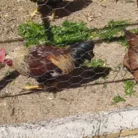 خروس