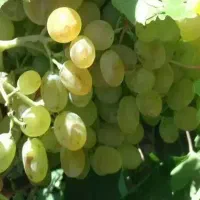 انگور عسگریی