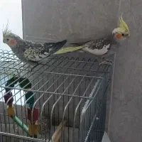 دوتا عروس هلندی نروماده با قفسه و‌تمام وسایل