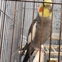 عروس هلندی