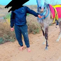 اسب|اسب و تجهیزات اسبسواری|شوش, |دیوار
