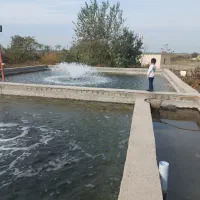 ماهی قزل آلا با آب چاه ویژه کباب سیزده بدر