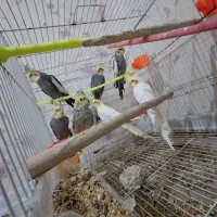 عروس هلندی کفتر کوتوله فنچ مرغ عشق