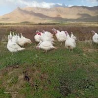 بوقلمون خانگی،گوشتی،ارگانیک