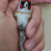 سهره چانه اسنم