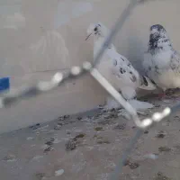 کبوتر