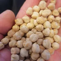 فروش نخود درشت