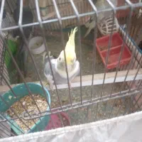 عروس هلندی نروماده یکساله ۱۲۰۰ودوماهه دونه خور۷۵۰