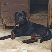 روتوایلر نر جهت جفت گیری