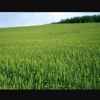 فروش زمین مرگور