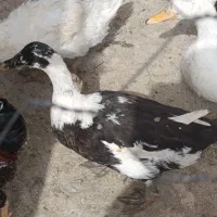 اردک جوان تخم گذار