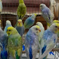مرغ عشق رینبو تعداد محدود جوان وتازه بالغ