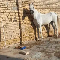 اسب|اسب و تجهیزات اسبسواری|اهواز, کوی علوی|دیوار