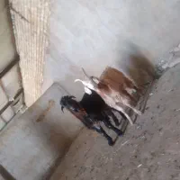 بزقاله نر