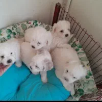 توله سگای ریز خوشگل عروسک پشمالوریز ۳۲۰۰دونه ای