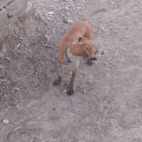 پیتبول|سگ|آبادان, |دیوار