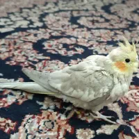بالغ / عروس هلندی
