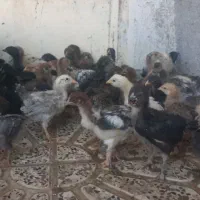 جوجه محلی گلین