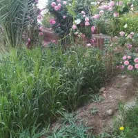 زمین خالی ۲۰۰