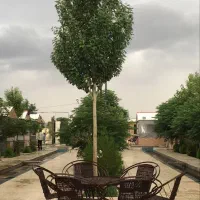 کافه رستوران