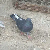 سه عدد کبوتر
