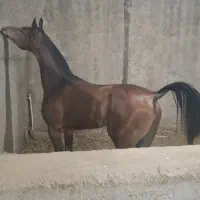 کره‌نریان‌دوسروارداتی درخوزستان