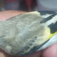 جوجه سهره
