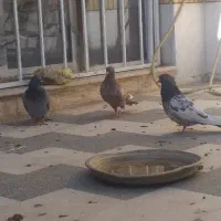 کفتر