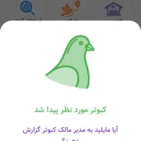 کبوتر پلاکی