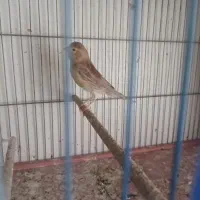 قناری ماده باجوجه
