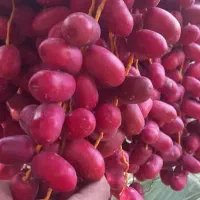 فروش عمده خارک (خرمای نارس) مضافتی درجه یک