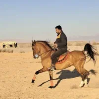کره سهیل حیدر( فروش فوری )