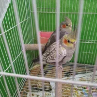 عروس هلندی