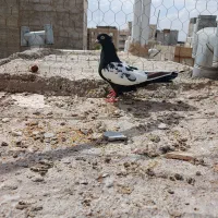سینه سیاه