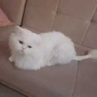 گربه ۲ساله نر بریتیش