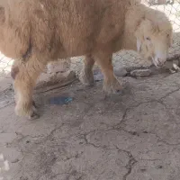 بره نر یک سال برای قربانی ونذری