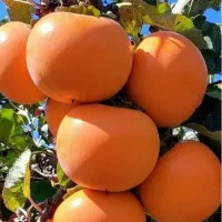 نهالستان تک نهال محمدی