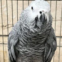 کاسکو ۴ساله دستی نانازی