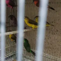 پرنده فنچ سهره ریز