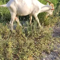 بز نر سانن