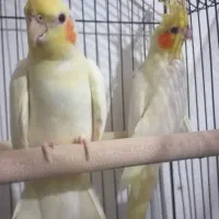 جفت عروس