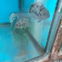ماهی تخم گذار با بچه گربه ماهی گپی