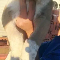 توله سگ پژدر نر