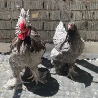 تخم نطفه دار برهما بلک و بلو