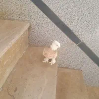 کفتر|پرنده|همدان, |دیوار