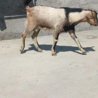 کهره نر گوشتی وبره